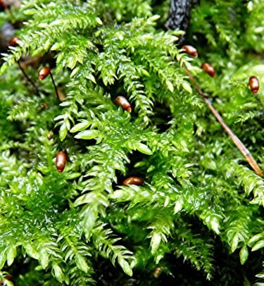 Kindbergia Praelonga